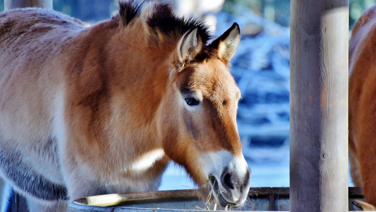 Communication animale