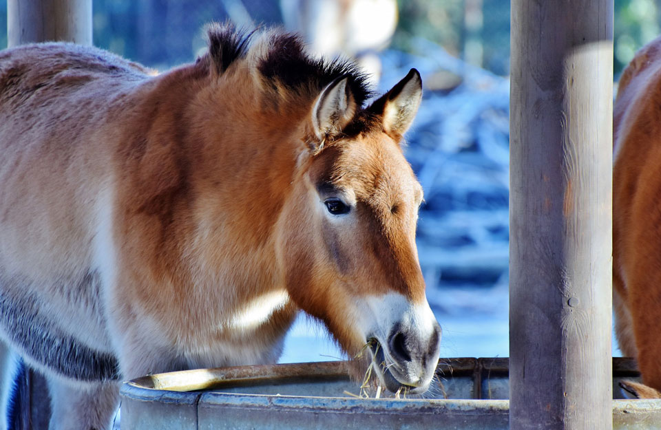 Communication animale