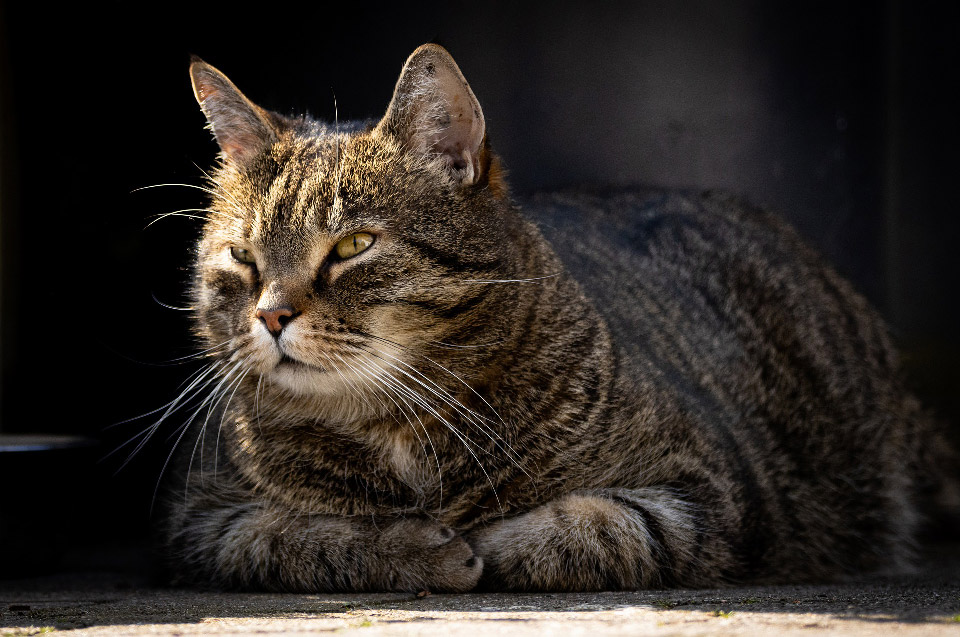 comment fonctionne la communication animale, photo d'un chat calme après une séance de communication animale comme principe de télépathie de conscience a conscience.