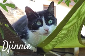 Djinnie-hamac2