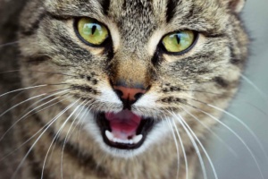 photo-page-google-2
