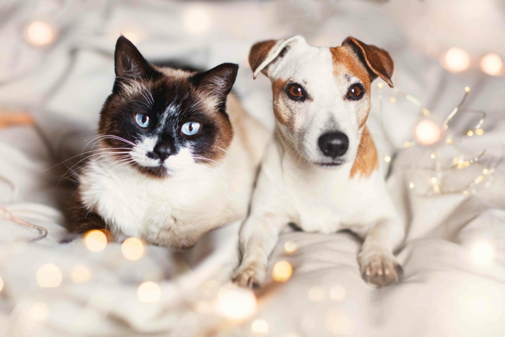 cat-and-dog-lying-on-the-bed-together-friends-pet-2021-12-27-19-30-27-utc