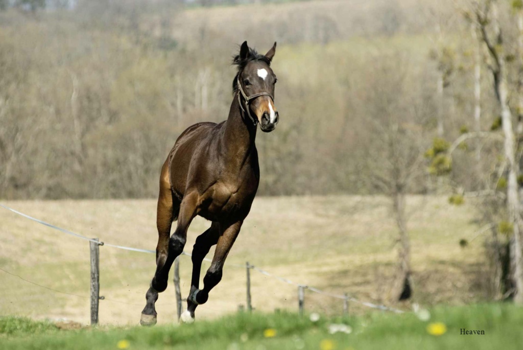 cheval soins énergétiques animaux