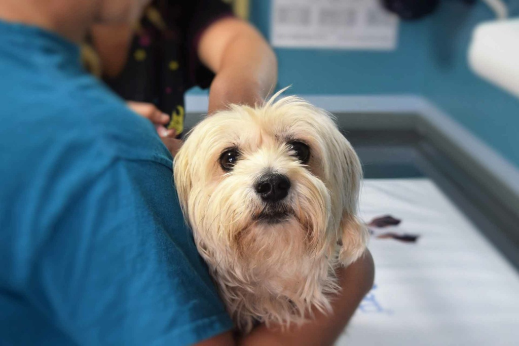 dog-g73788f12d_1920 urgence animaux