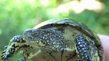 reconnaître les spécimens de tortue pour savoir laquelle adopter