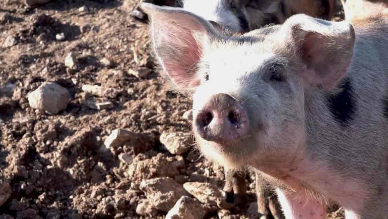 découvrez un élevage de cochons en plein air