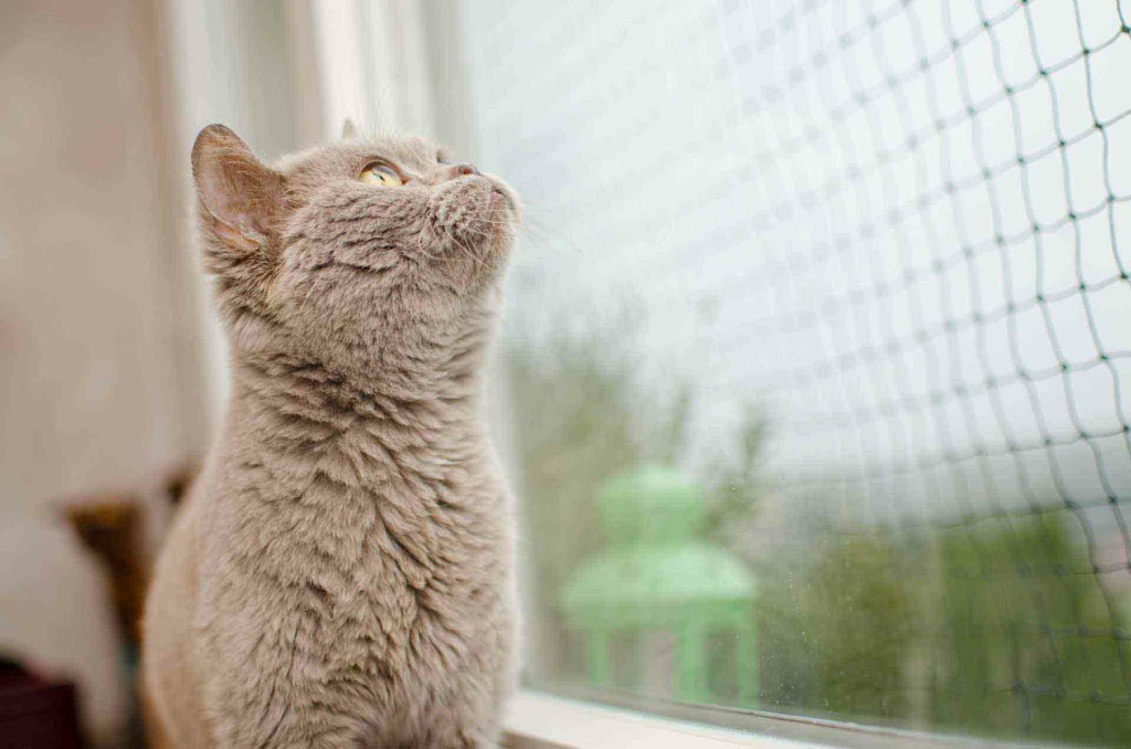 si vous vivez avec un chat, il est important que vous protégiez vos fenêtres oscillo-battantes
