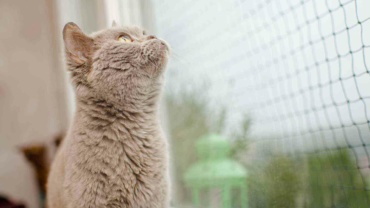 si vous vivez avec un chat, il est important que vous protégiez vos fenêtres oscillo-battantes
