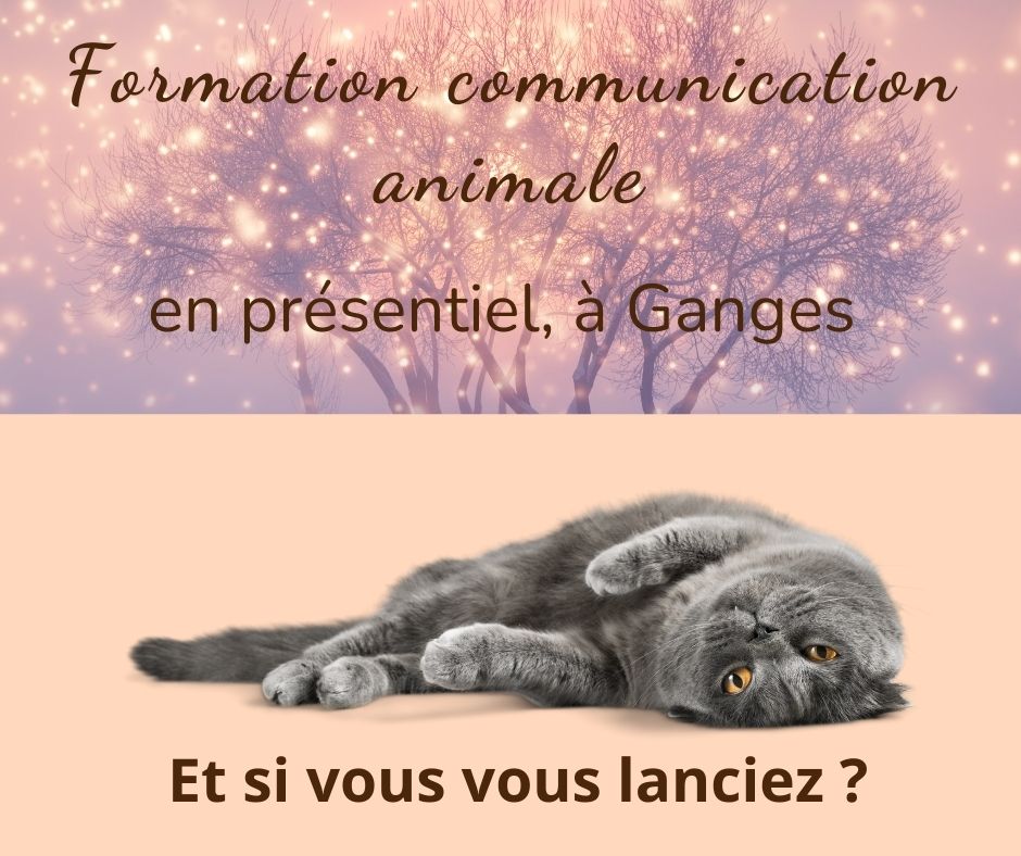 une formation à la communication animale est proposée par Libremotions, pour apprendre à mieux comprendre nos animaux de compagnie