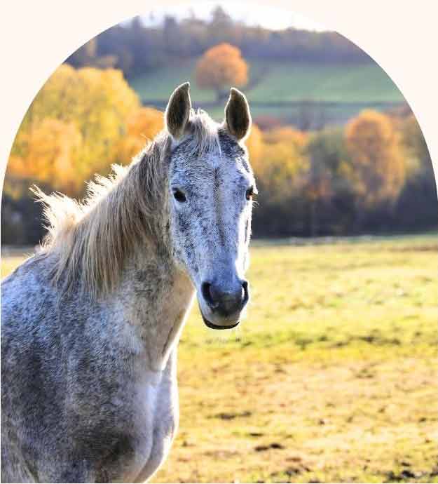 un cheval paisible dans un pré après une communication animale