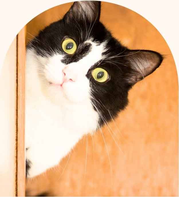 un chat libéré de son stress qui joue à nouveau