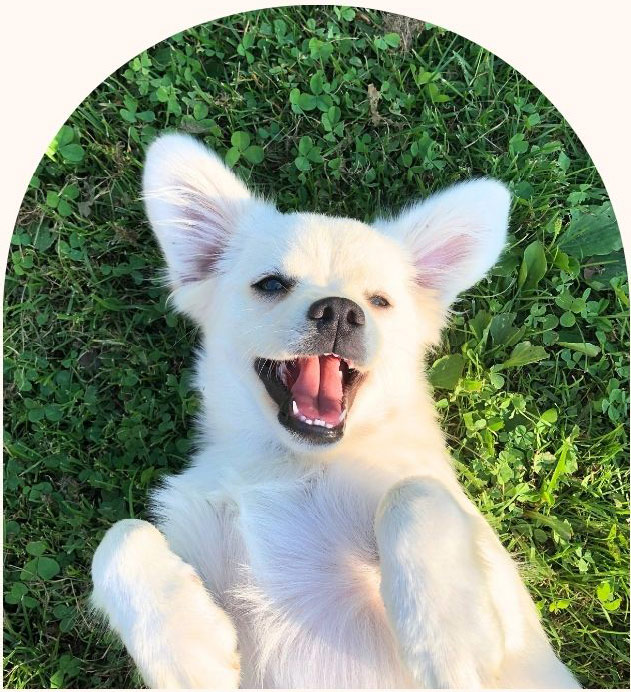 la kinésiologie est indiquée à destination des chiens