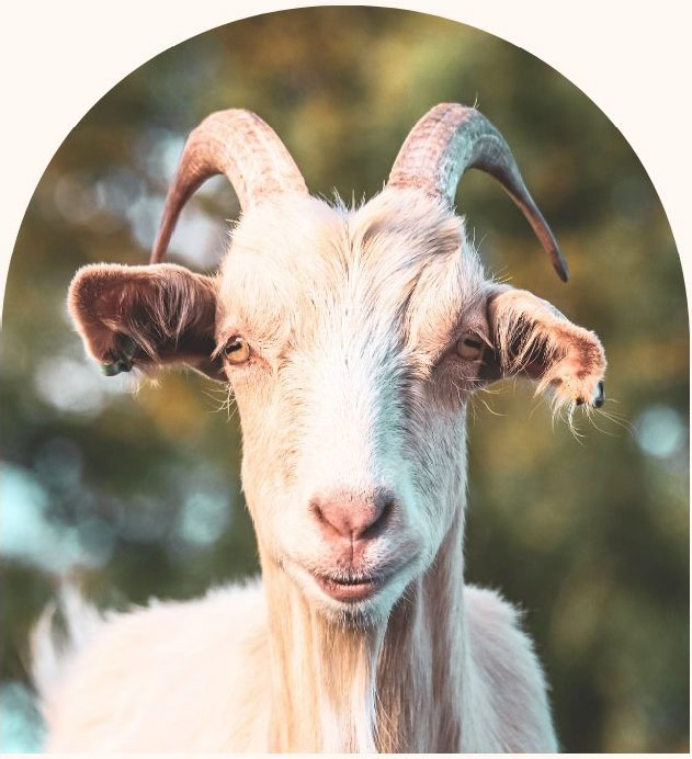 la kinésiologie peut aider les animaux d'élevage, par exemple, les chèvres