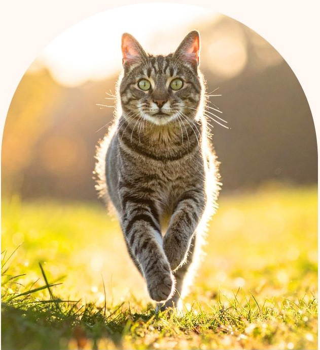ce chat a retrouvé toute son énergie grâce à la kinésiologie