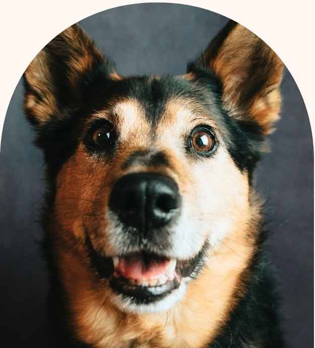 un chien parle avec les yeux