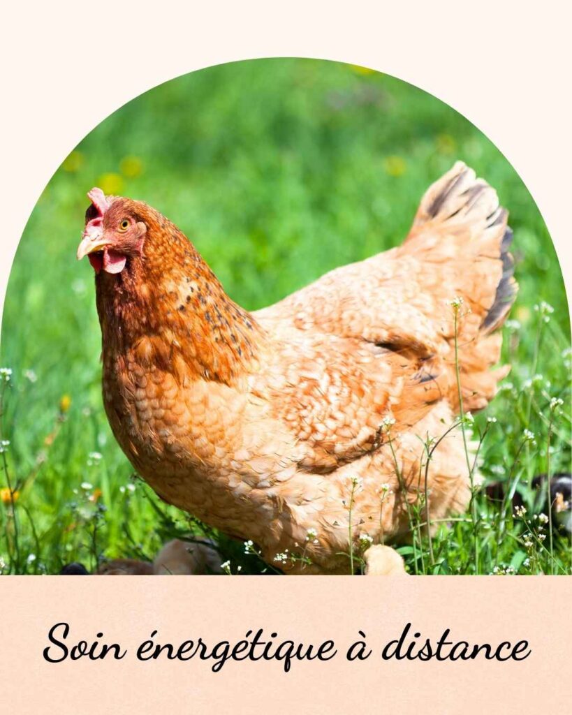 une poule qui se sent mieux après un soin énergétique