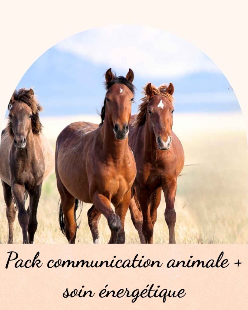 des chevaux heureux d'être ensemble et libérés grâce à la communication animale